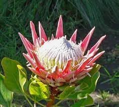 Organic Protea Flower Seeds for Planting ƒ?? Heirloom, Non-GMO