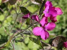Lunaria Annua Flower Seeds for Planting, 100 pcs
