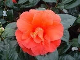 Light Orange Camellia Flower Seeds – Heirloom Non-GMO Seeds for Garden Planting