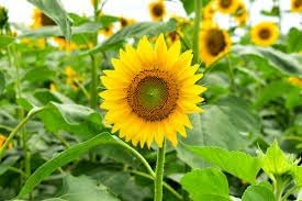 Sunflower Flower Seeds Heirloom Non GMO Planting - 100 pcs for planting in home garden