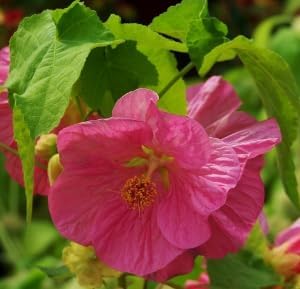 Pink Abutilon Striatum Flower Seeds - 100 pcs