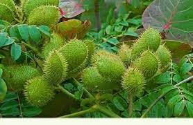 Caesalpinia Bonducella Plant Seeds for Planting - 100 Pcs pcs