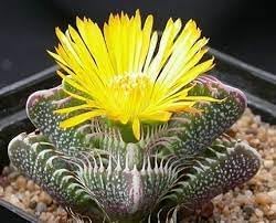 Echter Tigerrachen Flower Seeds for Planting - NON GMO Seeds
