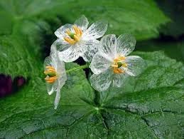 Skeleton Flower Seeds for Planting - Heirloom Seeds - NON GMO Seeds