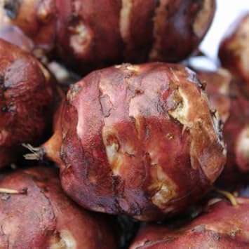 Topinambur Vegetable Seeds for Planting heirloom & Non-GMO Seeds