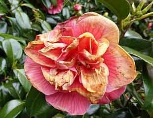 Pink Orange Camellia Flower Seeds for Planting - 100 pcs