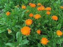 Calendula Officinalis Flower Seeds, Heirloom, Non-GMO Seeds for Planting