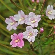 Epilobium Flower Seeds for Planting – Organic, Heirloom, Non-GMO Wildflower Seeds
