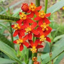 Asclepias Curassavica Flower Seeds for Planting - 100 pcs