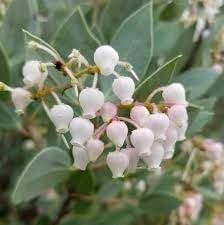 Whiteleaf Manzanita Plant Seeds for Garden Planting - NON GMO Seeds