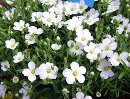 Avalanche Flower Seeds for Planting - 100 pcs
