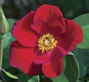 Maroon Climbing Rose Flower Seeds for Planting – Heirloom, Non-GMO Garden Seeds