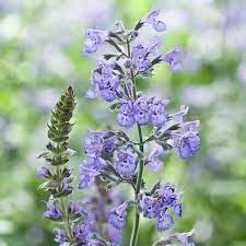 Nepeta Racemosa Flower Seeds for Planting - 100 pcs