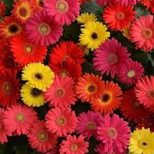 Gerbera Flower Seeds for Garden - NON GMO Seeds