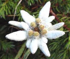 Heirloom Non-GMO Leontopodium Alpinum Flower Seeds for Planting – Edelweiss Alpine Garden Blooms