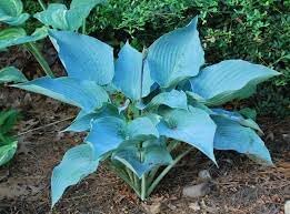 Hosta Flower Seeds for Garden Planting - NON GMO Seeds