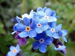 Myosotis Sylvatica Flower Planting Seeds for Garden NON GMO Seeds