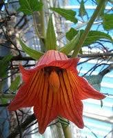 Canarina Flower Seeds for Planting NON GMO Seeds