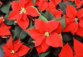 Euphorbia Pulcherrima Flower Seeds for Planting - NON GMO Seeds