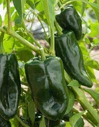 Ancho Vegetable Seeds for Planting - 100 Pcs pcs