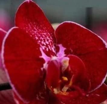 Organic Red Butterfly Orchid Flower Seeds for Planting ƒ?? Heirloom, Non-GMO