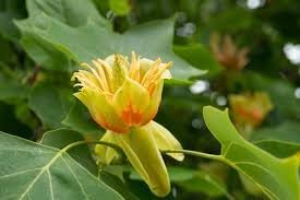 Liriodendron Flower Seeds for Planting â€“ NON GMO Seeds