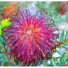 Violet Banksia Plant Seeds, Heirloom, Non-GMO Seeds for Planting