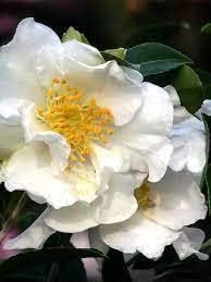 Yellow White Camellia Flower Seeds – Heirloom, Non-GMO, for Garden Planting