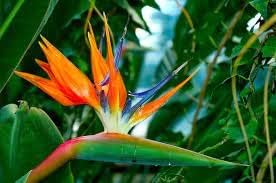 Orange Violet Strelitzia Flower Seeds for Planting - NON GMO Seeds