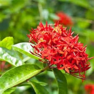 Passi Coccinea Flower Seeds for Planting - 100 pcs