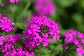 Pink Verbena Flower Seeds for Planting ƒ?? Heirloom, Non-GMO, Organic