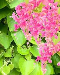 Antigonon Flower Seeds for Planting, 100 pcs