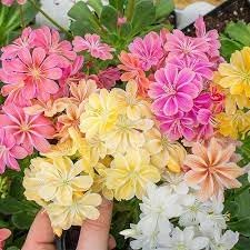 Heirloom Lewisia Flower Seeds for Garden Planting, Non-GMO, Rock Garden Perennial Blooms