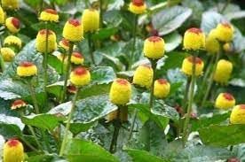 Oleracea Flower Seeds for Planting - 100 Pcs pcs