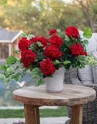 Pelargonium Flower Seeds in Dark Red - 100 pcs for planting in your garden.