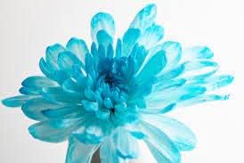 Light Blue Chrysanthemum Flower Seeds for Planting, NON GMO Seeds