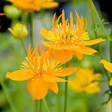 Trollius Flower Seeds for Planting - NON GMO Seeds