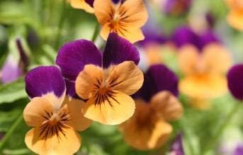 Heirloom Non-GMO Purple Orange Pansy Flower Seeds for Garden Planting – Vibrant Cool-Season Blooms