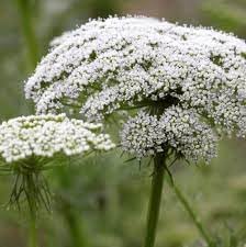 Zanahoria Silvestre Flower Seeds for Planting – Heirloom, Non-GMO, Organic Wild Carrot