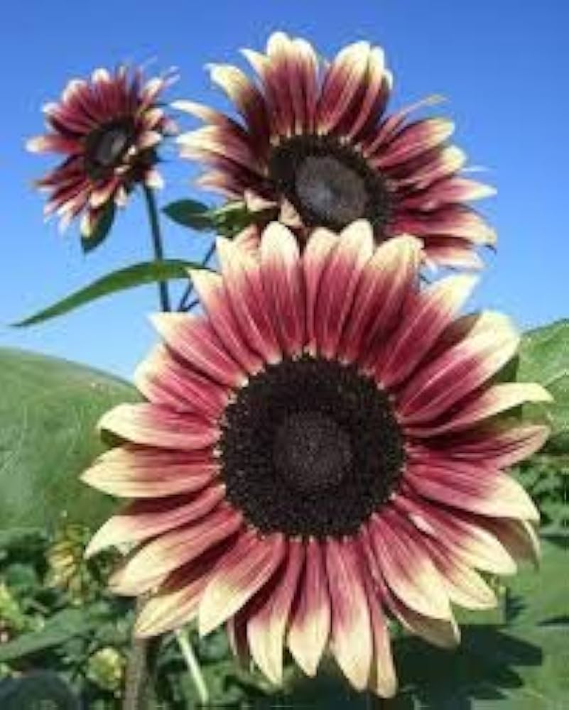 Cherry Rose Sunflower Seeds for Planting – Heirloom, Non-GMO Seeds for Vibrant Gardens - Rose for planting in home garden