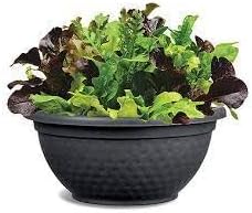 Alfresco Vegetable Seeds for Planting - 100 Pcs pcs