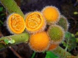 Solanum Fruit Seeds for Growing Unique and Flavorful Fruits 100 Pcs pcs