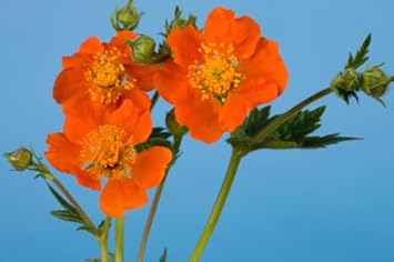 Geum Flower Seeds Heirloom Non GMO Planting - 100 pcs for planting in home garden