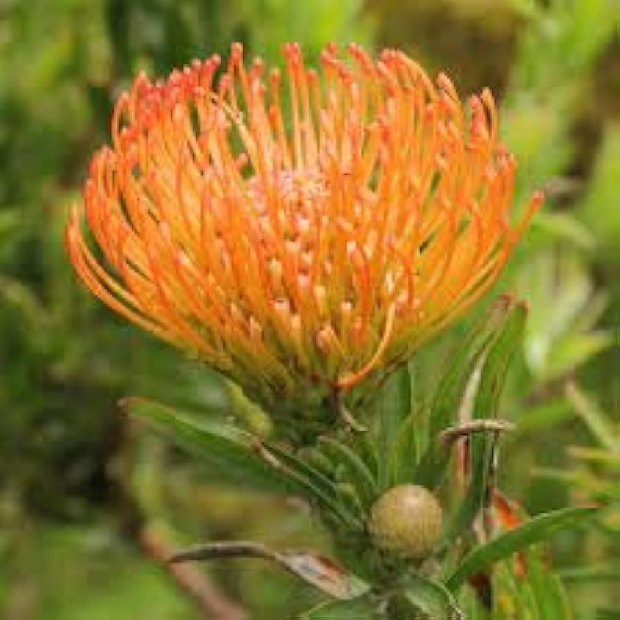Leucospermum Cordifolium Flower Seeds for Planting - Heirloom, NON-GMO Seeds - Easy to Grow for planting in home garden