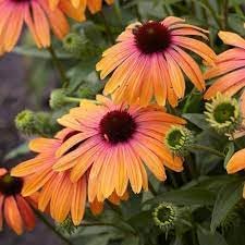 Yellow and Pink Echinacea Purpurea Wildflower Seeds for Planting - Heirloom Seeds for Home Garden for planting in home garden