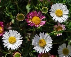 Erigeron Profusion Seeds for Planting – Organic, Heirloom, Non-GMO Flower Seeds