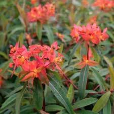 Heirloom Euphorbia Griffithii Flower Seeds for Planting, Non-GMO for planting in your garden.