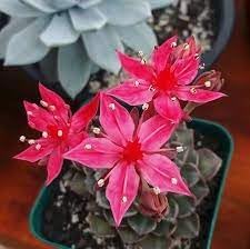 Graptopetalum Bellum Flower Seeds for Planting -Grow Vibrant Flowers at your Home Garden