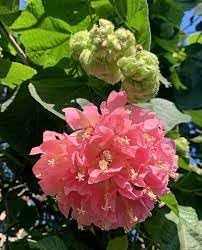 Dombeya Flower Seeds for Garden Planting - NON GMO Seeds
