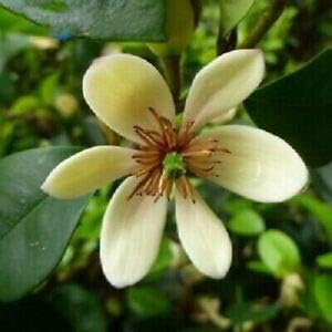Cream Michelia Flower Seeds for Planting, 100 pcs